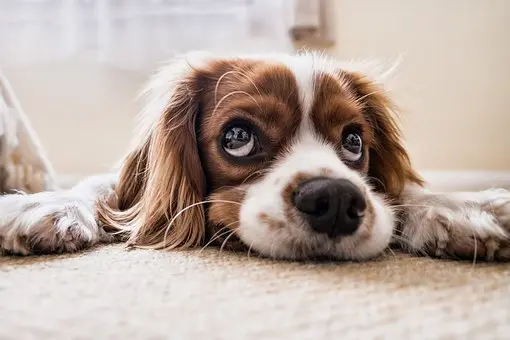 Carpet-Cleaner--in-Chesapeake-Virginia-carpet-cleaner-chesapeake-virginia.jpg-image
