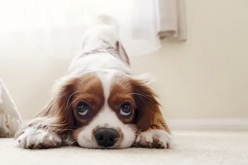 Pet-Stain-Carpet-Cleaner--in-Irvine-California-pet-stain-carpet-cleaner-irvine-california.jpg-image
